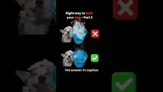 right way to bath ur dog #dogbath #dogshorts #shorts