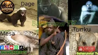 Garba ga ruwa abin mamaki ga Aljani da manyan hadari game da Tunku, goggon biri, Mesa da dage a.... 