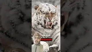 This video showcases the top 5 extinct animals captured on camera before their extinction.😮