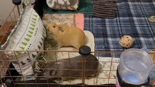 calm 10 mins: two guinea pigs eating hay (natural munching sounds)