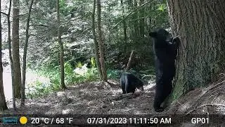 Massachusetts Bear Sign - Scent Marking