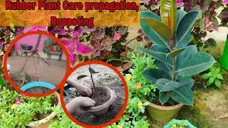 Rubber Plant Care & Propagation | Reporting Of Rubber Plant #rubberplants