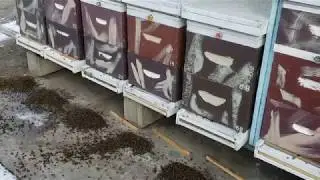 My Honey Bees Are Dying Because Of Formic Pro Formic Acid!