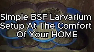 Simple BSF Larvarium Setup 4 Beginners/Small-Scale Farmers Without Breaking Bank #bsflarvariumsetup
