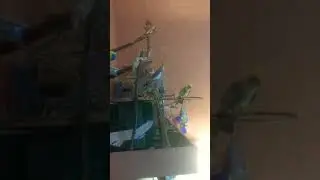 Попугаи