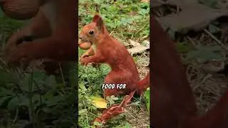 How squirrels help forests thrive #facts #animalcuriosities #animals