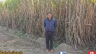 ट्रेंच विधि द्वारा गन्ना बुआई में नहीं घटेगा उत्पादन उन्नत ट्रेंच  बुआई में 20 कुंतल ज्यादा निकला