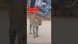 Mene Chite Ko Dara Diya | I Scared The Cheetah | Wild Animal Encounter 2025#shorts