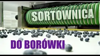 Sortownica do borówki - POLAK POTRAFI GreenSort