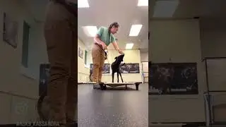 This Is How Dogs REALLY Learn Commands 🧠🐶 #dogtraining #ridgesidek9