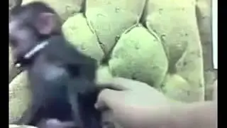 Atokhon hasinai gisigisi adi male hasi kola gisi