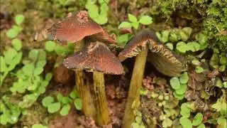 Flora and Fauna of Western Ghats