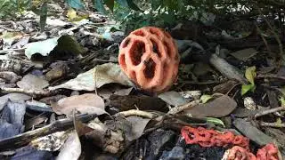 Latticed Stinkhorn (Clathrus ruber)