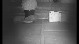 Hedgehog cam - fighting and busy hoggy highway