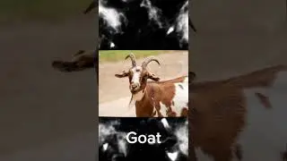 Favourite animals of prophet Muhammad SAW #prophet Muhammad SAW #islamicvideo #subscribe and like