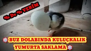 Buzdolabında Kuluçkalık Yumurta Saklama