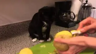 Cat eats raw potatoes and LOVES it!