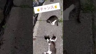 &omega;タマタマが...😂 #猫 #猫島 #cat #cute #姫島