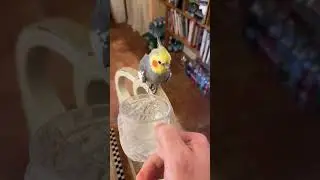 Lil sippa #konacam #stayhydrated #cockatiel #parrotlife #funnybirds #cutebirdvideos #birdwatching