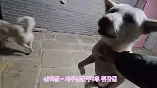 진돗개 산이군..사무실근무?후 귀갓길~