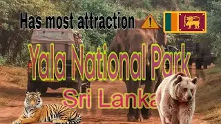Yala National Park Sri Lanka |  Sri Lanka Travel Guide Video #international #asia #documentary
