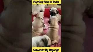 Pug Dog Price #shorts #dog