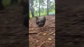 Trying to sneak up on a chicken in the middle of a forest