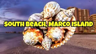Post Storm Virtual Shelling South Beach Marco Island After a Hurricane