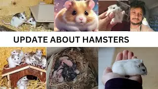 UPDATE ABOUT HAMSTERS || FANCY MICE || HOODED RATS