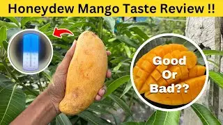 Honeydew Mango Taste Review and Brix Test! The Truth About Honeydew Mango Taste!