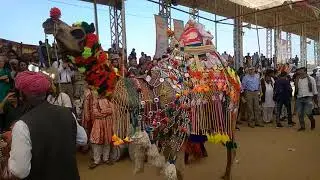 PUSHKAR FAIR 2018 DAY 2 PART 4 CAMEL DECORATION COMPETITION