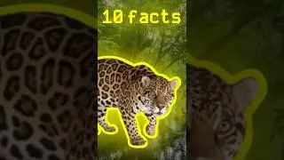 10 FACTS ABOUT JAGUARS! 🐆 #jaguar