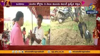 Special Training Given to Roosters Months Ahead of Sankranti Cockfights