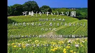 可睡ユリ園（2023年公開の映画『あの花が咲く丘で、君とまた出会えたら』のロケ地）４Ｋ