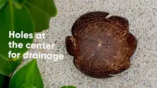 BEST Bathroom Accessories in 2021 | Sea Turtle Coconut Soap Dish by Rainforest Bowls