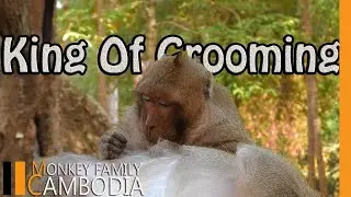 Respectfully ...Mastered At Grooming King Sweet Pea  Grooming For His Father Felix.