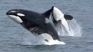 Orca: Awesome jumps out of the water - killer whale/orca jumps