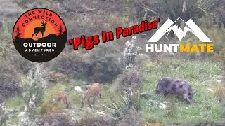 'Pigs in Paradise' - Overnight Hunt, Silverpeaks Dunedin, Otago