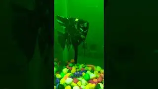 Fish Aquarium 🐟 #viral #trending #aquarium #aquariumfish #fish 🐟 @AquariumInfo @FishMe ❤️
