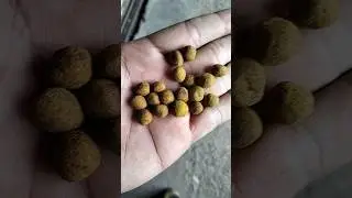 jamu pil giring Viral di cari cari pemain burung merpati #shorts#shorts