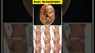 Baby Development Week by Week #pregnancyjourney #PregnancyScience #FetalDevelopment  #shorts