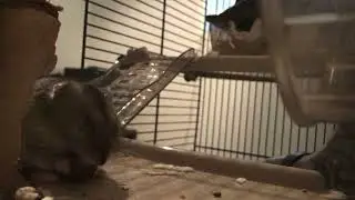 My hamster saga eating a nut (2020)
