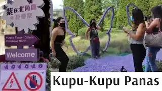 Kupu-Kupu Panas || SUMMER WATTERFLY HONGKONG