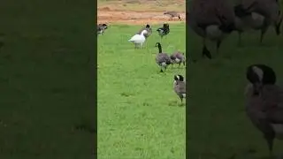 That's Snow Goose... #nature #birds #birdwatching #notsupposedtobethere