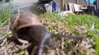Rock Snail