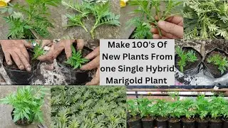 Best And Easy Method To Get Multiple Hybrid Marigold Plants For Free.