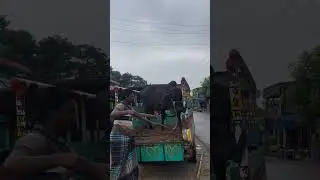 cow jumped from truck, cow unloading