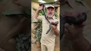 All black restless snake on the earth# Shortbeta