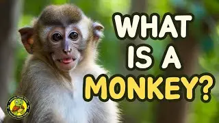 What Is a Monkey? 🐒 | Learn About a Monkey | Animal Facts for Kids | Animals Made Easy