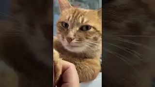 Charming kitten 😍😍😍#cat #status #shortvideo #cats